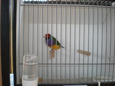 Agaporni