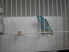 Agaporni