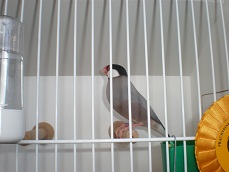 Reisfink