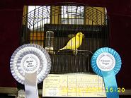 Fife Fancy Gelb gescheckt intensiv