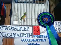 Europasieger Gouldamadinen