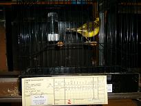 Fife Fancy Schwarzgelb gescheckt intensiv