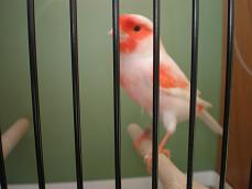 Bundessieger Farbkanarien