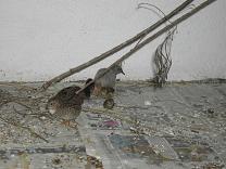 Chinesische Zwergwachtel