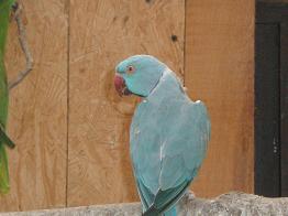 Blauer Halsbandsittich