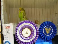 Wellensittich Hellgrün