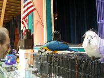 Gelbbrustara und Weißhaubenkakadu