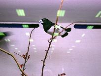 Glanzflügelelsterchen