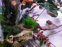 Dreifarbige Papageienamadine